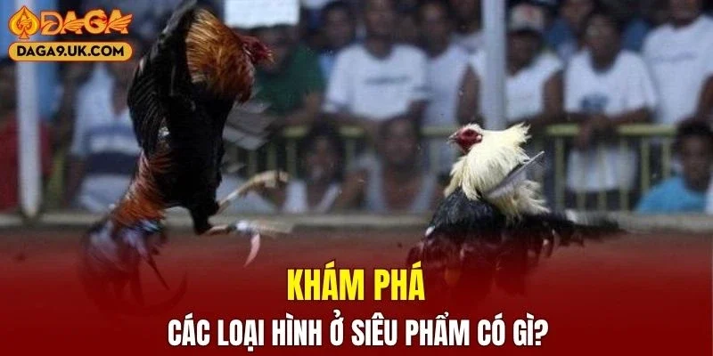 Đa dạng loại hình được phân chia rõ ràng