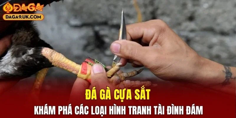 Đá Gà Cựa Sắt
