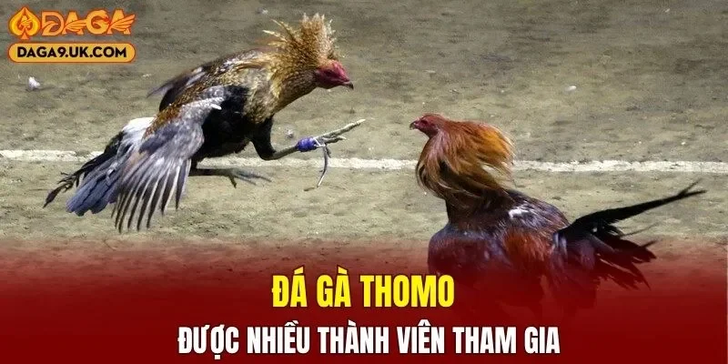 Đá gà Thomo được nhiều thành viên tham gia