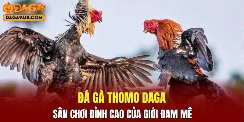 Đá Gà Thomo