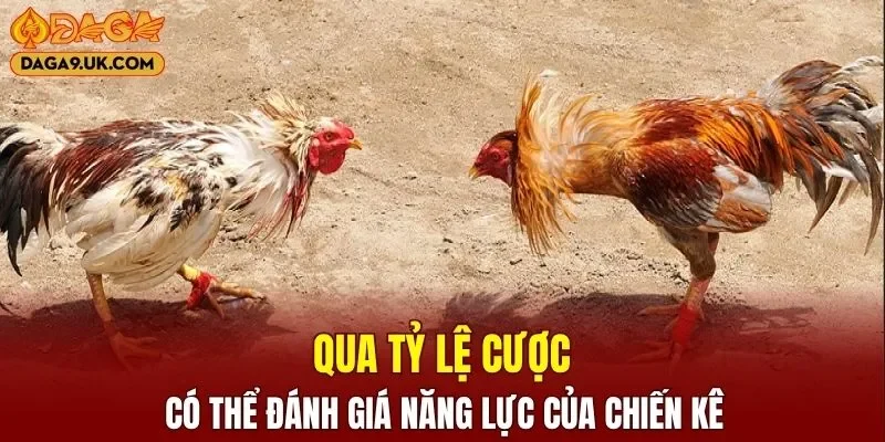 Qua tỷ lệ cược có thể đánh giá năng lực của chiến kê