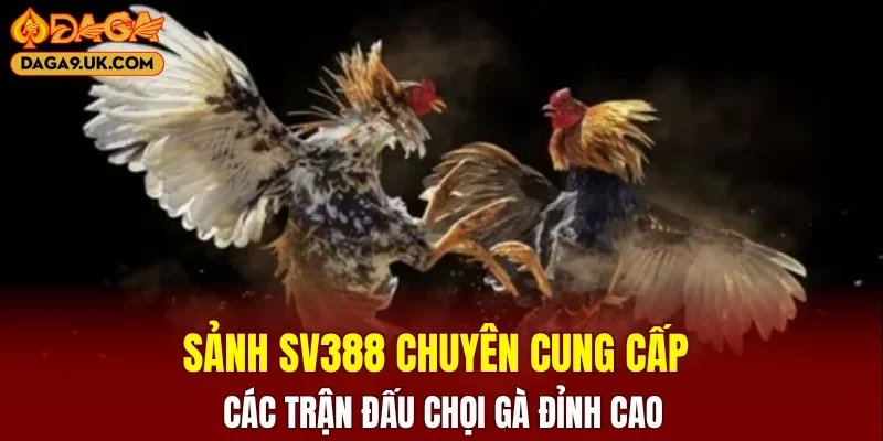 Sảnh SV388 chuyên cung cấp các trận đấu chọi gà đỉnh cao